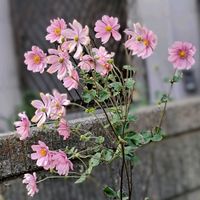 オシロイバナ,秋明菊,白粉花,ｵｼﾛｲﾊﾞﾅ,ｼｭｳﾒｲｷﾞｸの画像