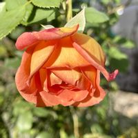 マリーゴールド,マリーゴールド,イングリッシュローズ,DA ボスコベル,DA レディオブシャロットの画像