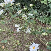 ジニア,ジニア,シュウメイギク,シュウメイギク,スイレンの画像