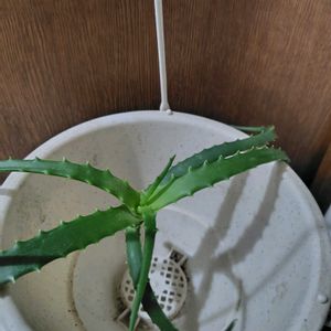 階段/廊下の画像