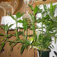 ミリオンバンブー,ドラセナ・トルネード,ドラセナ・サンデリアーナ,富貴竹,観葉植物の画像