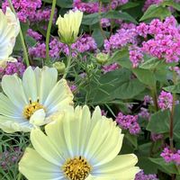 コスモス,ソバ,アメジストセージ,コスモス イエローキャンパス,アカソバの画像