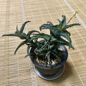 アロエ カスティロニアエ,アロエ カスティロニアエ,多肉植物,アロエ属,多肉花芽の画像