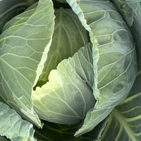 キャベツ,里芋畑,私のお気に入り,美味しい野菜,野菜の成長記録の画像