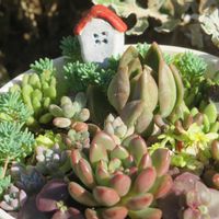 セダム,ミセバヤ,子持ち蓮華,ピンクルビー,多肉初心者の画像