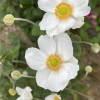 シュウメイギク,ツルニチニチソウ,秋明菊,源平シモツケ,地植えの画像