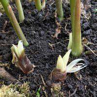 ミョウガ,ミョウガ,ショウガ科,家庭菜園の画像