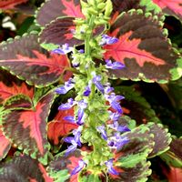 コリウス,お出かけ先にての画像