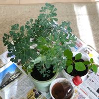 ショウジョウソウ,ルー,ヘンルーダ（ルー）,ショウジョウソウ(サマーポインセチア),冬じたくの画像