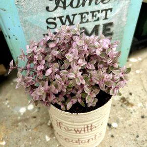 オリズルラン　ボニー,カリシア ロザート,癒し,斑入り。,錦の日の画像