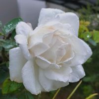 フラウ カール ドルシュキー,つるバラ,四季咲き,秋バラの画像