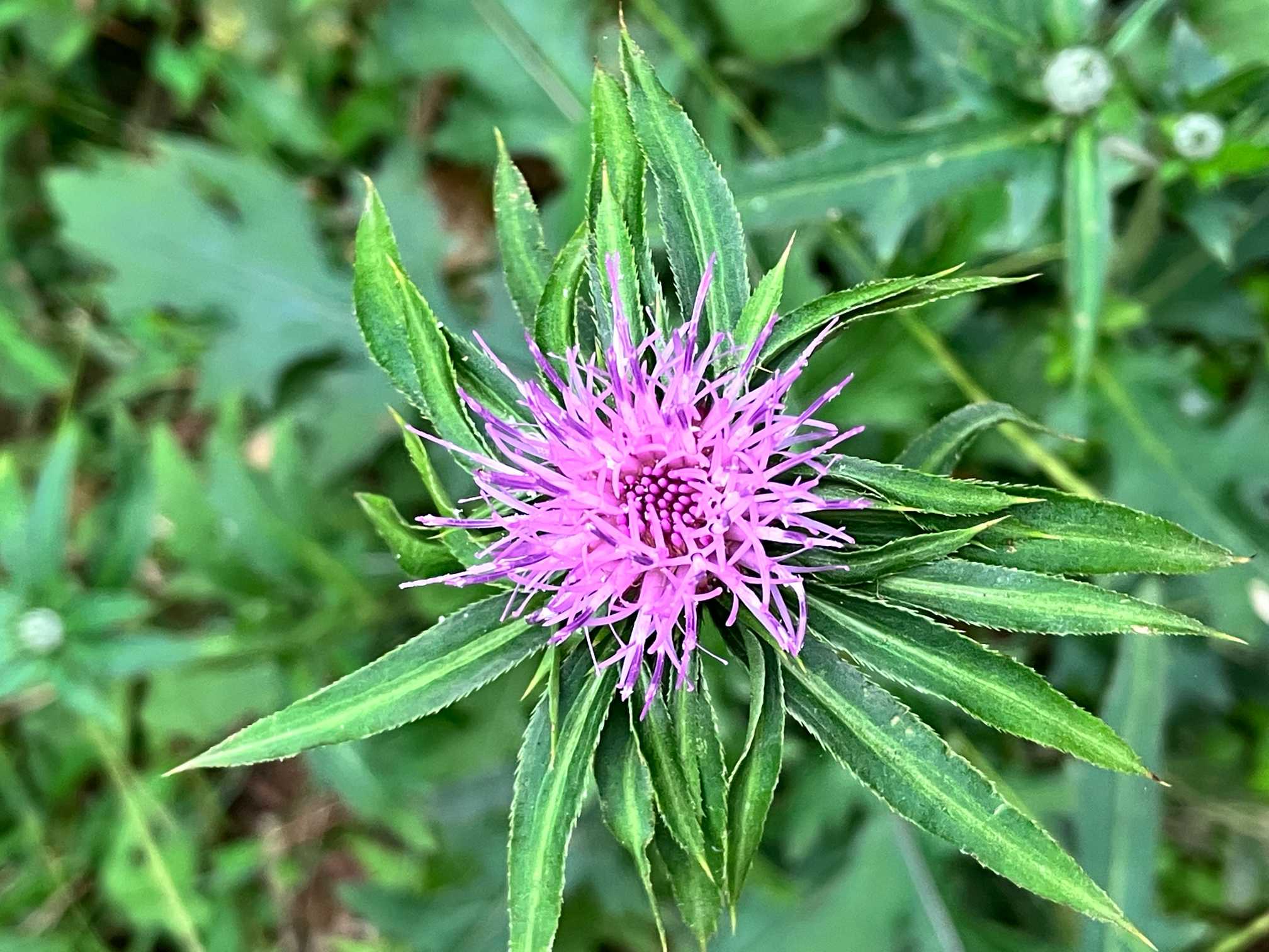 シラネアオイ(山野草) 【公式通販】