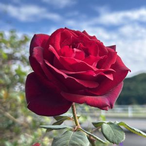 バラ 聖火,グレーフィンディアナ,バラ　回廊乙女,バラ 鉢植え,ばら バラ 薔薇の画像