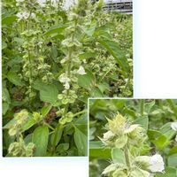 ワタ,ワタ,アロマティカス,アロマティカス,ホーリーバジルの画像