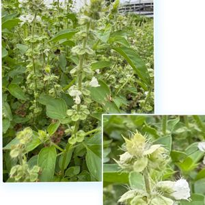 ワタ,ワタ,アロマティカス,アロマティカス,ホーリーバジルの画像