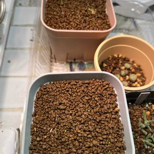 ブルゲリ,ベランダガーデン,多肉植物とサボテン,コノフィツム属,マンションの画像