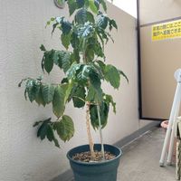 胡蝶の舞,胡蝶の舞,子持ち蓮華,子持ち蓮華,コーヒーの木の画像