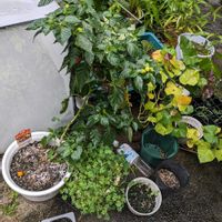 ハバネロの画像