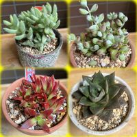 ペンデンス,紅葉まつり,大和錦,大和錦,紅葉祭りの画像