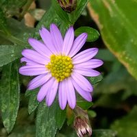 ミヤコワスレの画像