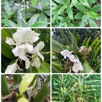 ヤブミョウガ,ヤブミョウガ,ジンジャーリリー,ジンジャーリリー,ハナシュクシャの画像