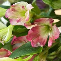 クルクマの画像