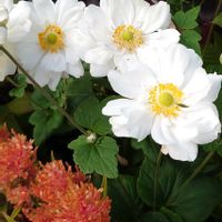 コスモス,シュウメイギク,イングリッシュガーデン,素敵,今日のお花の画像