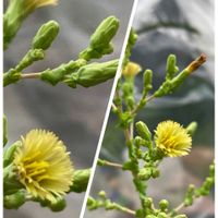 ナス,マツバギク,紅葉,ピーマン,森村万年草の画像