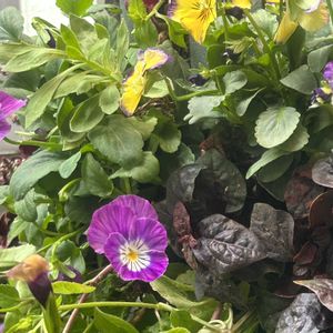 シュウメイギク,極小ミニバラ・みさき,小さな花壇,ハンギングバスケット,パンビオの画像