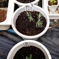 フレンチラベンダー,挿し木の画像