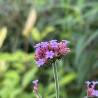 オジギソウ,リアトリス,アカバセンニチコウ,ヤナギハナガサ,リアトリス・エレガンスの画像