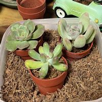 セダム,エケベリア,恋心,みどり牡丹,桃美人の画像