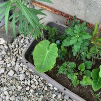 サトイモの画像