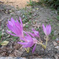 イヌサフラン,ルバーブ,落花生(オオマサリ),栗（くり）,林檎 梓の画像