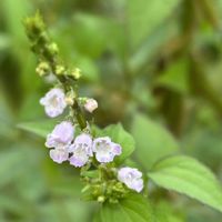 ツリガネニンジン,イヌコウジュ,ヒメジソ,美しく青きドヨウの画像