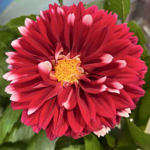 ダリア,ダリア　マキシ,ダリア　マキシ,花友さんの庭のバラ,四季咲き大輪薔薇　レイホウ(霊峰　麗芳)の画像