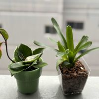 ホヤ・カルノーサ,ホヤ・カルノーサ, ネオレゲリア,ホヤ,ネオレゲリアの画像