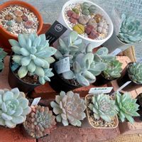 リトープス,パキフィツム属,メセン属,多肉植物,エケベリア属の画像