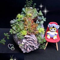 アガボイデス,ピンクフリル,茜の塔,ミニベル 錦,カリシア ロザートの画像