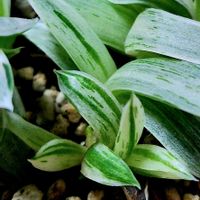 ガステリア 美鈴の富士,多肉植物,ガステリア,たにおたくらぶ,バラと夢CLUBの画像