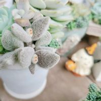 福兎耳,多肉植物,多肉寄せ植え,ハロウィン,多肉植物のある暮らしの画像