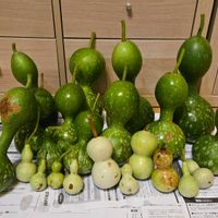 ヒョウタン,ヒョウタンの画像