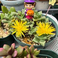 シュウメイギク,シュウメイギク,花うらら,花うらら,桜吹雪の画像