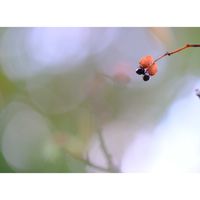 サンショウ,広い庭の画像