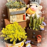 セダム,多肉植物 寄せ植え,数珠星,数珠星,モリムラマンネングサの画像