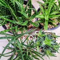 翡翠殿,アロエ　ファイヤーバード,アロエぺぺ,アロエ ファイアーバード,ガステリア　ジムフローラの画像