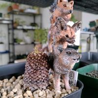 ユーフォルビア 鉄甲丸,ユーフォルビアの画像