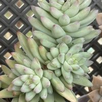 樹氷,樹氷,ソテツキリン,ソテツキリン（パイナップルコーン）,ハロウィン♡︎ʾʾの画像