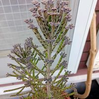 キンチョウ,マイガーデン,いつもありがとう♡,優しい気持ち,庭の画像