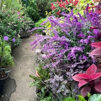 イポメア,アメジストセージ,これなんですか⁇,小さな庭,玄関アプローチの画像